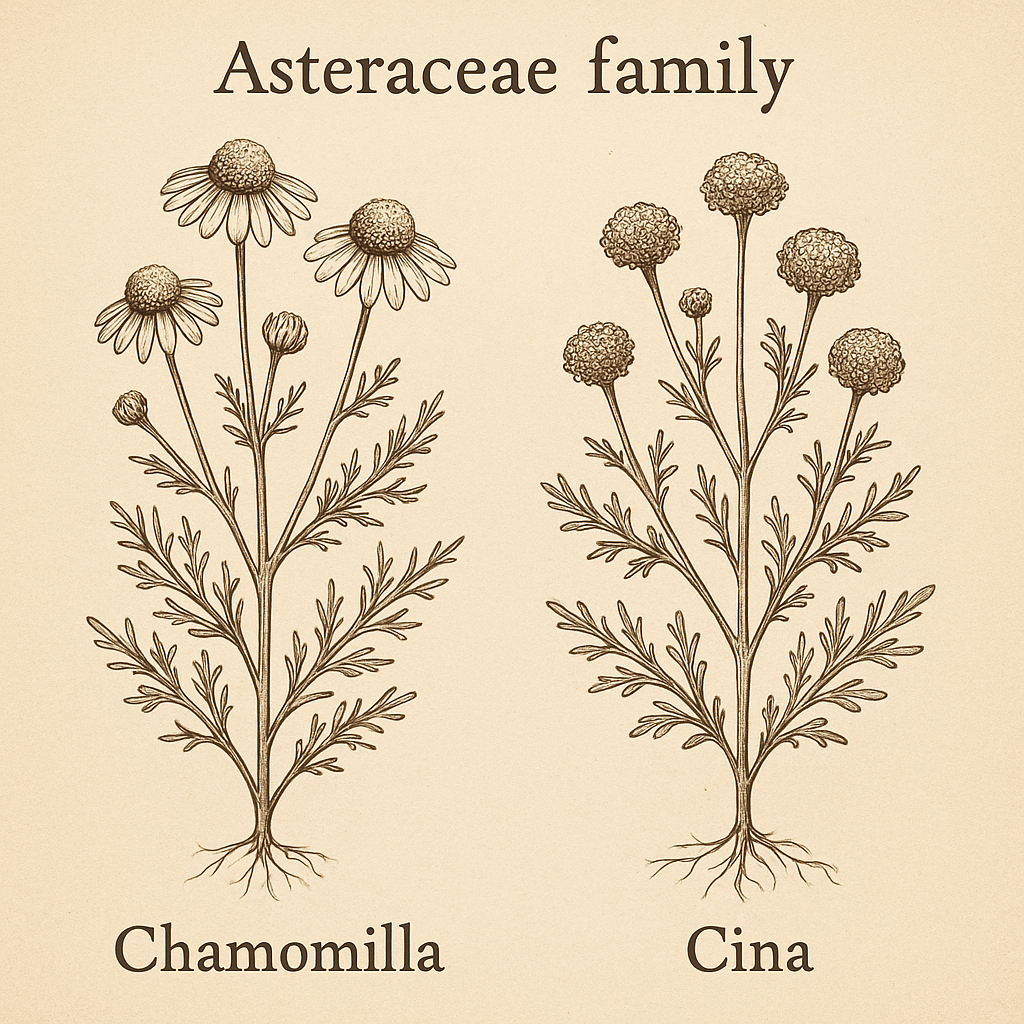 Chamomilla i Cina Chamomilla i Cina